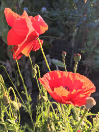 Attēlu rezultāti vaicājumam “Papaver rhoeas”