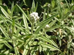 Attēlu rezultāti vaicājumam “Anaphalis margaritacea leaf”