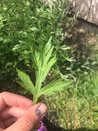 Image result for Artemisia vulgaris