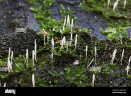 Attēlu rezultāti vaicājumam “Eocronartium muscicola”