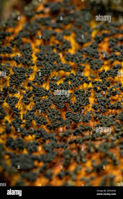 Attēlu rezultāti vaicājumam “Physarum murinum spores”