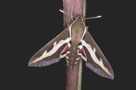 Attēlu rezultāti vaicājumam “Hyles gallii”