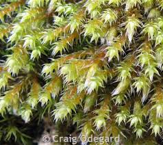 Attēlu rezultāti vaicājumam “Hedwigia ciliata sporophyte”