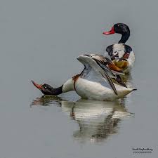 Attēlu rezultāti vaicājumam “Tadorna tadorna juvenile”