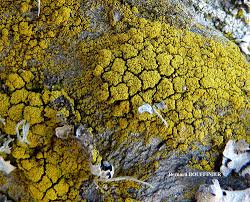 Attēlu rezultāti vaicājumam “Candelariella sp.”