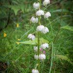 Attēlu rezultāti vaicājumam “Pyrola media”