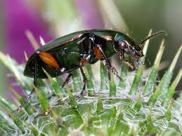 Attēlu rezultāti vaicājumam “Poecilus cupreus”