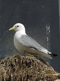 Attēlu rezultāti vaicājumam “Rissa tridactyla nest”