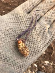 Attēlu rezultāti vaicājumam “Cordyceps polyarthra”