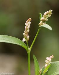 Attēlu rezultāti vaicājumam “Persicaria maculosa leaf”