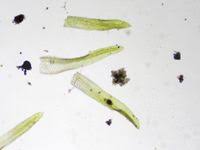 Attēlu rezultāti vaicājumam “Gyroweisia tenuis”