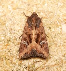 Attēlu rezultāti vaicājumam “Celaena leucostigma”