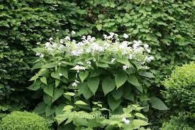Attēlu rezultāti vaicājumam “Lunaria rediviva leaf”
