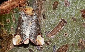 Attēlu rezultāti vaicājumam “Phalera bucephala imago”