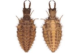 Attēlu rezultāti vaicājumam “Myrmeleontidae”