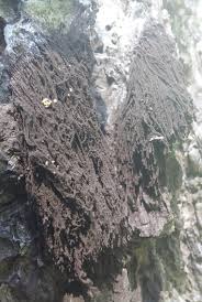 Attēlu rezultāti vaicājumam “Amaurochaete sp.”