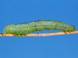 Attēlu rezultāti vaicājumam “Trichia longipalpis”