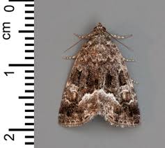 Attēlu rezultāti vaicājumam “Protodeltote pygarga”