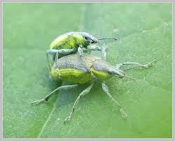 Attēlu rezultāti vaicājumam “Chlorophanus viridis”