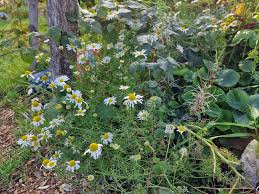 Attēlu rezultāti vaicājumam “Tripleurospermum inodorum flower”