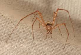 Attēlu rezultāti vaicājumam “Tetragnathidae”