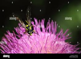 Attēlu rezultāti vaicājumam “Rhogogaster picta”