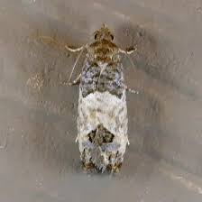 Attēlu rezultāti vaicājumam “Spilonota ocellana”