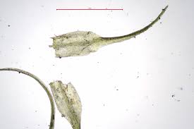 Attēlu rezultāti vaicājumam “| Dicranella”