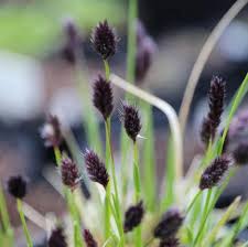 Attēlu rezultāti vaicājumam “Sesleria caerulea flower”