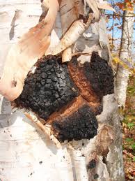 Attēlu rezultāti vaicājumam “Inonotus obliquus”