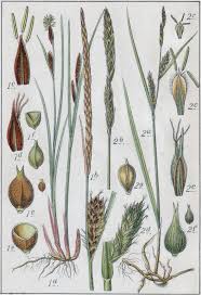 Attēlu rezultāti vaicājumam “Carex lasiocarpa female flower”