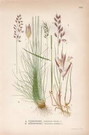 Attēlu rezultāti vaicājumam “Festuca ovina flower”