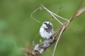 Attēlu rezultāti vaicājumam “Peltigera extenuata”