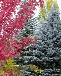 Attēlu rezultāti vaicājumam “Picea pungens”