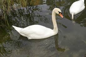 Attēlu rezultāti vaicājumam “Cygnus olor adult”