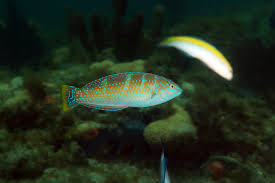 Image result for Halichoeres radiatus