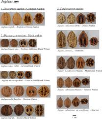 Attēlu rezultāti vaicājumam “Juglans”