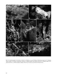 Attēlu rezultāti vaicājumam “Tubifera magna young”