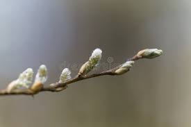 Attēlu rezultāti vaicājumam “Salix aurita bud”