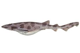 Image result for Cephaloscyllium laticeps