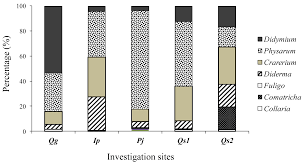 Attēlu rezultāti vaicājumam “Diderma effusum young”