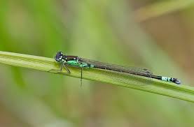 Attēlu rezultāti vaicājumam “Coenagrion armatum male”