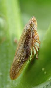 Attēlu rezultāti vaicājumam “Aphrophora salicina”