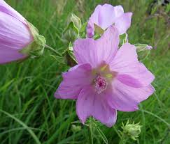 Attēlu rezultāti vaicājumam “xComagaria rosea  flower”