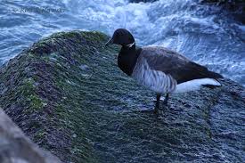 Attēlu rezultāti vaicājumam “Branta bernicla adult”