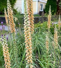 Image result for Digitalis ferruginea