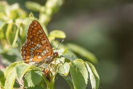 Attēlu rezultāti vaicājumam “Euphydryas maturna underside”
