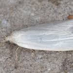 Attēlu rezultāti vaicājumam “Eana argentana”