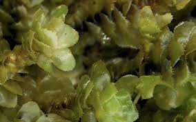 Attēlu rezultāti vaicājumam “Jungermanniopsida”