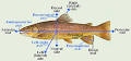 350px-Anatomical_Directions_ ...
